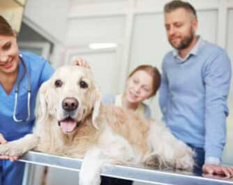 vétérinaire Cochrane Veterinary Care Clinic Cochrane
